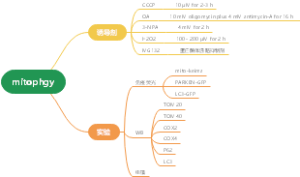 mitophgy