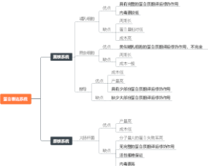 蛋白表达系统