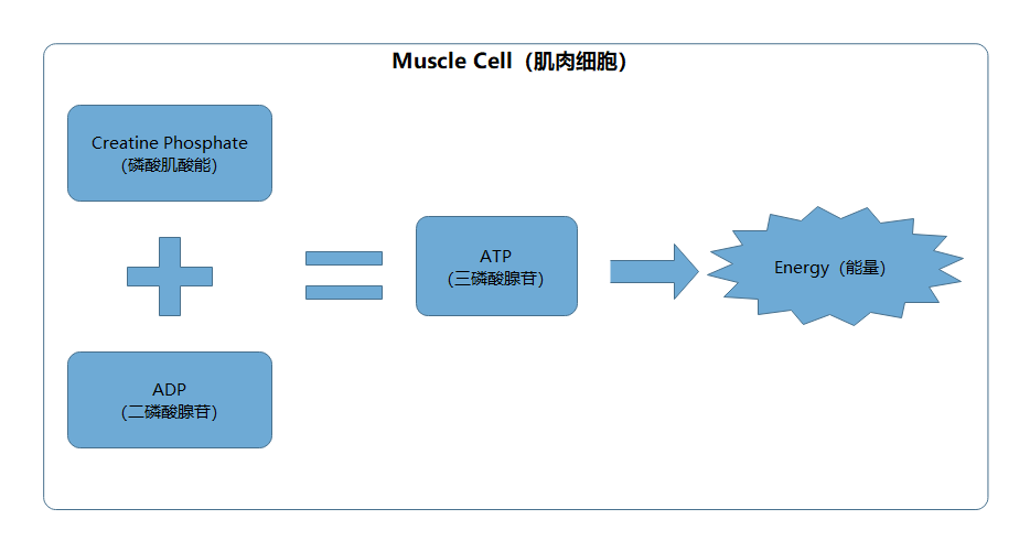 肌肉细胞ATP-ADP