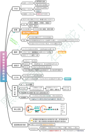 高中生物基因指导蛋白质的合成