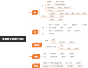 重要器官的神经支配