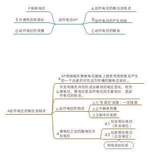 生理学动作电位