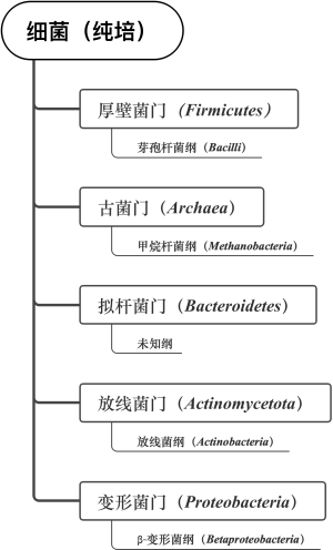 细菌（纯培）1级