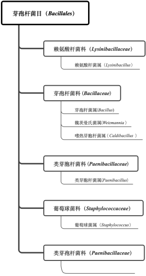 细菌纯培2级a图