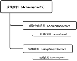 纯培细菌2级c图