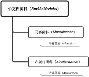 纯培细菌2级c图