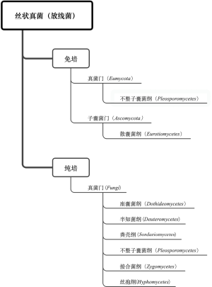 丝状真菌（放线菌）1级