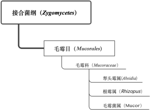 丝状真菌2级a图