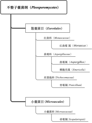 丝状真菌纯培2级b图