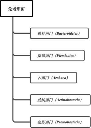 免培细菌1级