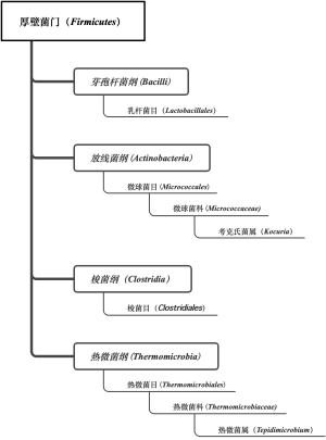 免培细菌2级b图