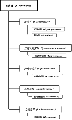 免培细菌3级b图