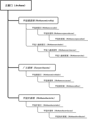 免培细菌2级c图