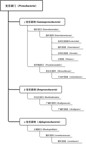 免培细菌2级e图