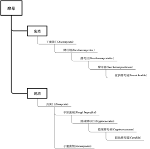 酵母1级