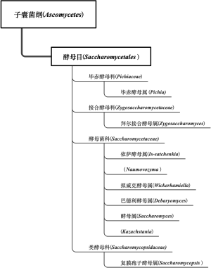酵母2级