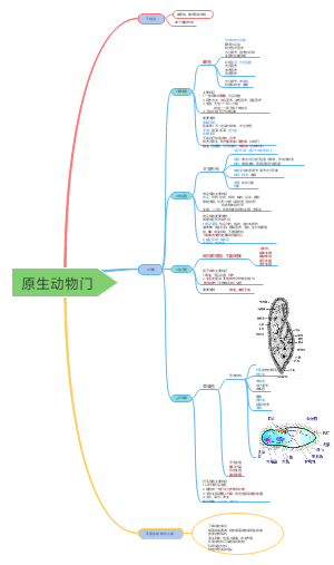 原生动物门
