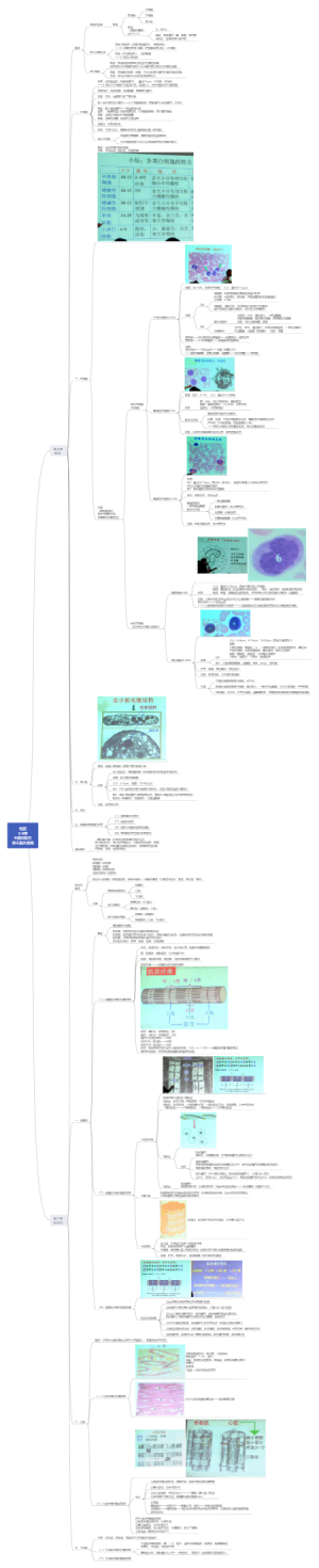 组织学与胚胎学（血液、肌组织）