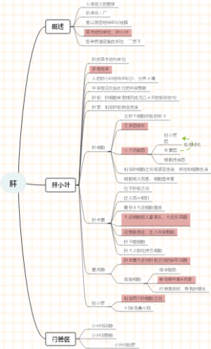 大学生物--﻿肝