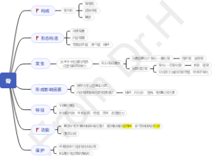 骨和骨连结总论