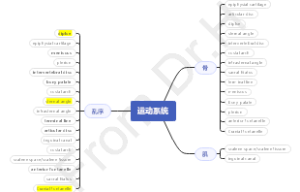 系统解剖学名解重点