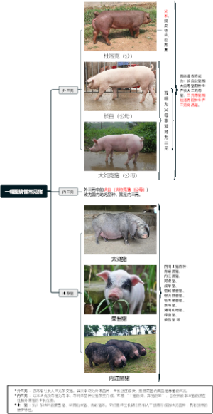 一幅图搞懂常见猪