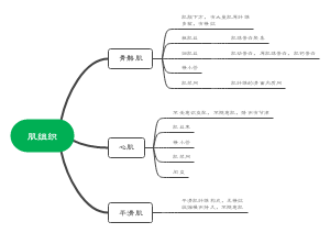 肌组织