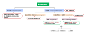 酶的分类
