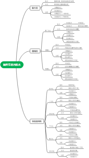 髋关节后方肌肉功能解剖