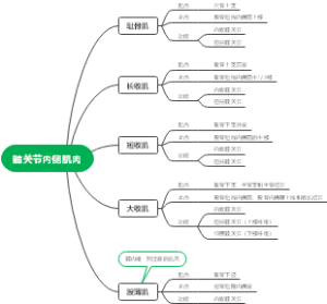 髋关节内侧肌肉