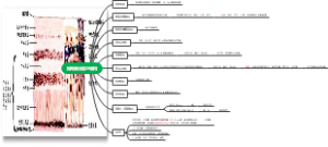 视网膜分层与结构