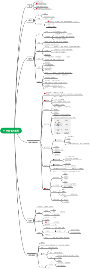 儿科学14 神经-肌肉系统