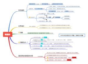 细胞生物学：核糖体