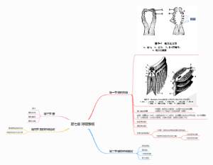 鱼类学第七章 呼吸系统