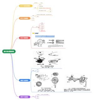 鱼类学第十章 感觉系统