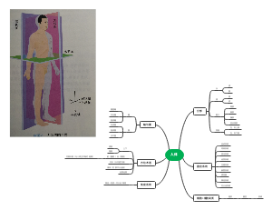 系统解剖学绪论人体