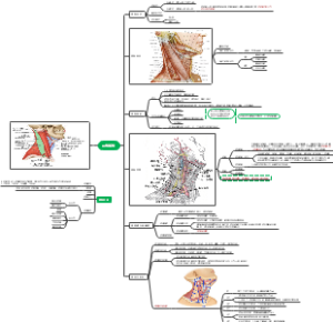 颈部解剖