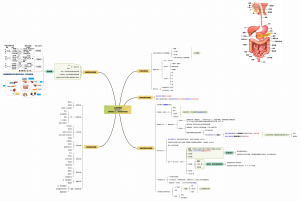 公共营养师（基础知识）【医学基础】之【 食物的消化吸收】