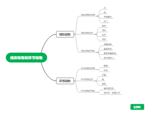 生物八上——线形动物和环节动物