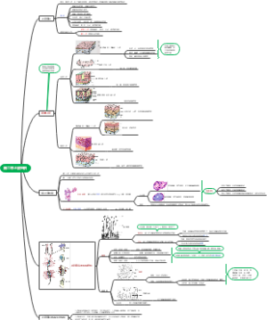 组胚学第二章：上皮组织思维导图