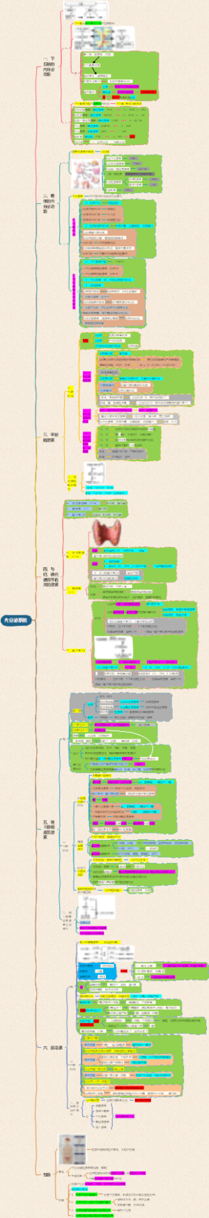 景晴生理学笔记-内分泌系统