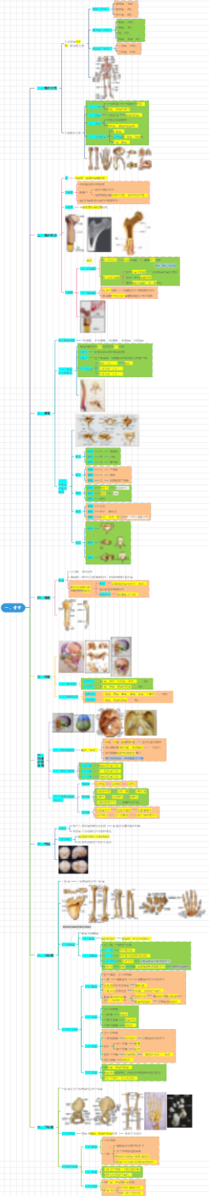 庄严解剖学---1.骨学
