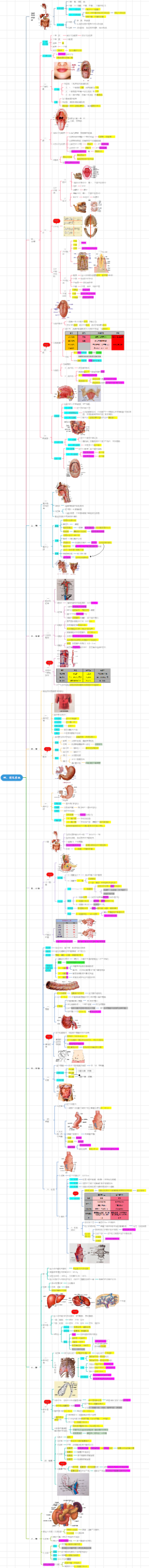 庄严解剖学---4.消化系统