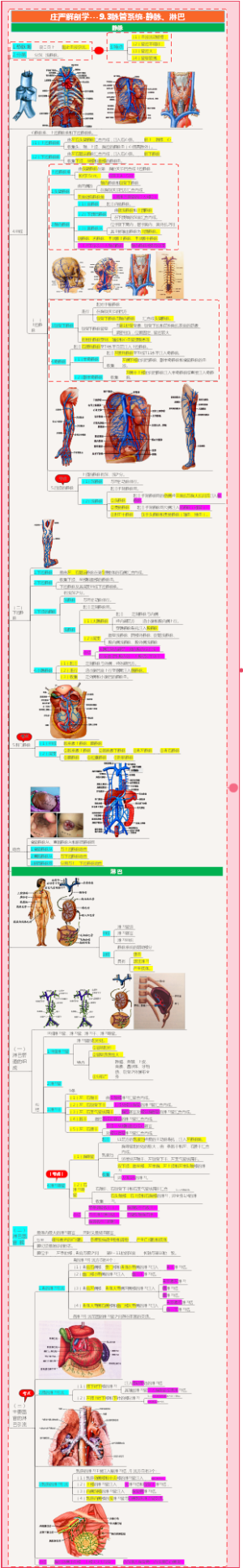 庄严解剖学---9.3脉管系统-静脉、淋巴