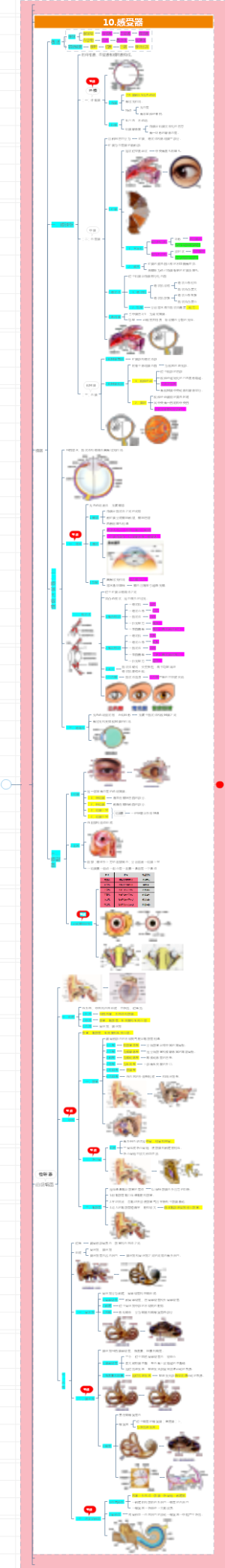 庄严解剖学---10.感受器