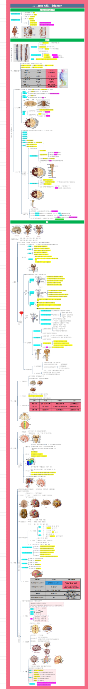 庄严解剖学---11.神经系统-中枢神经