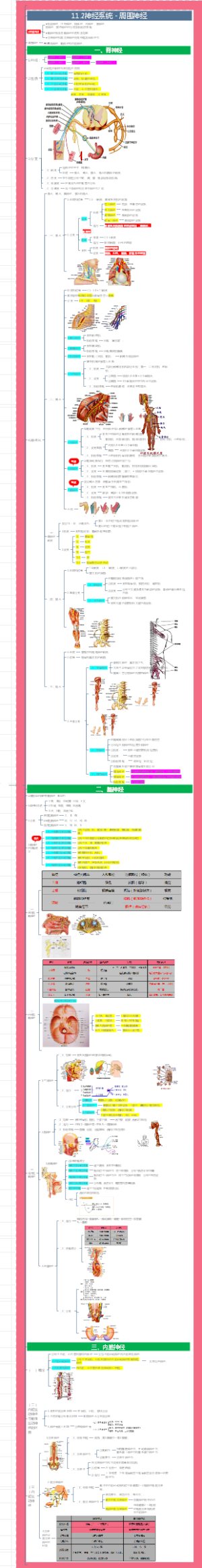 庄严解剖学---11.2神经系统-周围神经