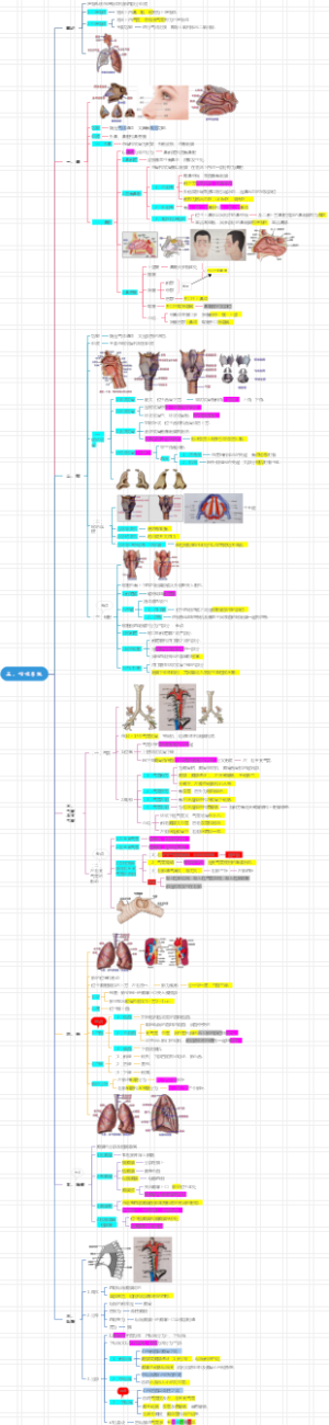 庄严解剖学---5.呼吸系统