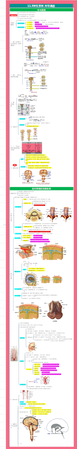 庄严解剖学---11.3神经系统-传导通路