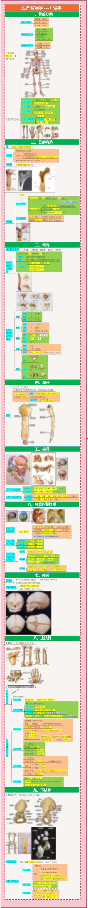 庄严解剖学全